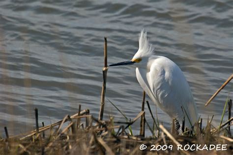 Punk Snowy Snowy Egret In Breeding Plumage On A Windy Day