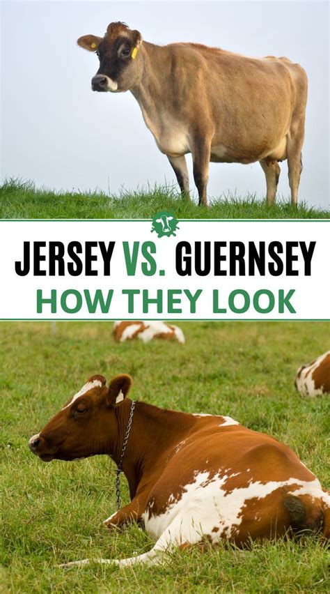 Jersey vs. Guernsey Cows: A Visual Comparison