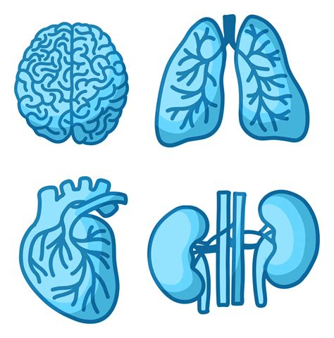 Illustration of Brain Lungs Heart Kidney Body Parts 23545816 PNG