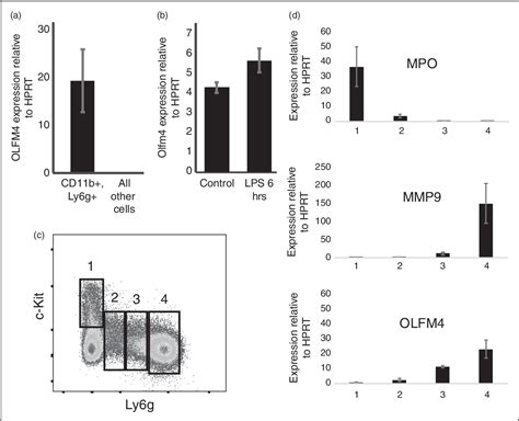 Figure 1 From Olfactomedin 4 Marks A Subset Of Neutrophils In Mice