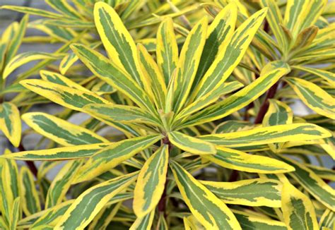 Evergreen Perennials Fairview Garden Center