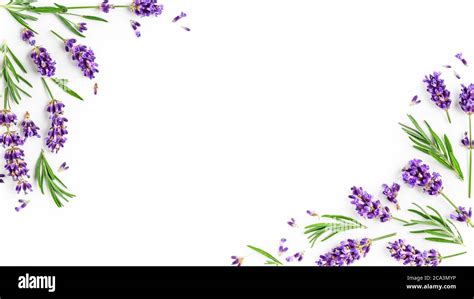 Lavender Flower Border Design