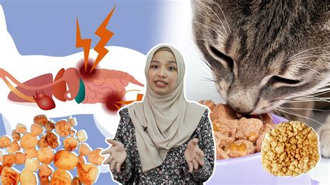 Macam Mana Kucing Boleh Kena Batu Karang Ml Studios