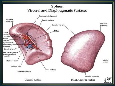 Spleen anatomy