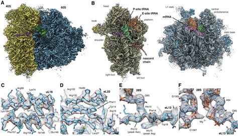 Cryo EM Max Planck Institute For Molecular Genetics