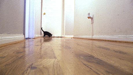 running cat gifs | WiffleGif