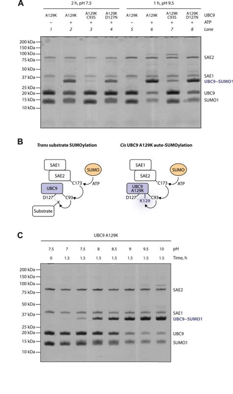 Structural Insights Into The Regulation Of The Human E Sumo Conjugate