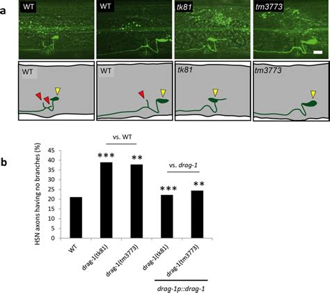 Hsn Branching Phenotypes A Hsn Axon Branching Upper Panels