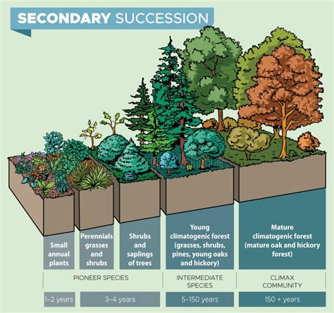 Sucesión secundaria ilustración del vector Ilustración de flores