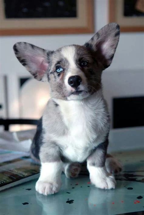 Blue Merle Cardigan Welsh Corgi Puppies, merle welsh corgi | Tumblr : We ship internationally ...