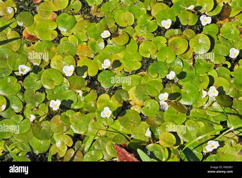 Frog And Plants Hi Res Stock Photography And Images Alamy