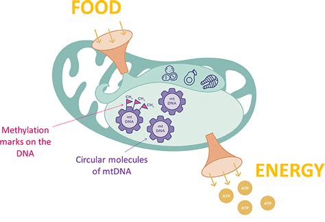 Feed Your Mitochondria And Shape Your Body · Frontiers For Young Minds