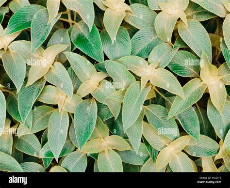 leaf pattern texture background details Stock Photo - Alamy