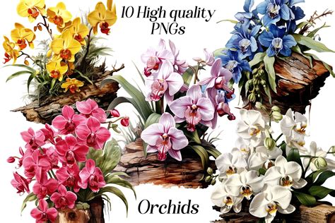 Watercolor Orchids Clipart Graphic By Designs By Anna B Creative Fabrica