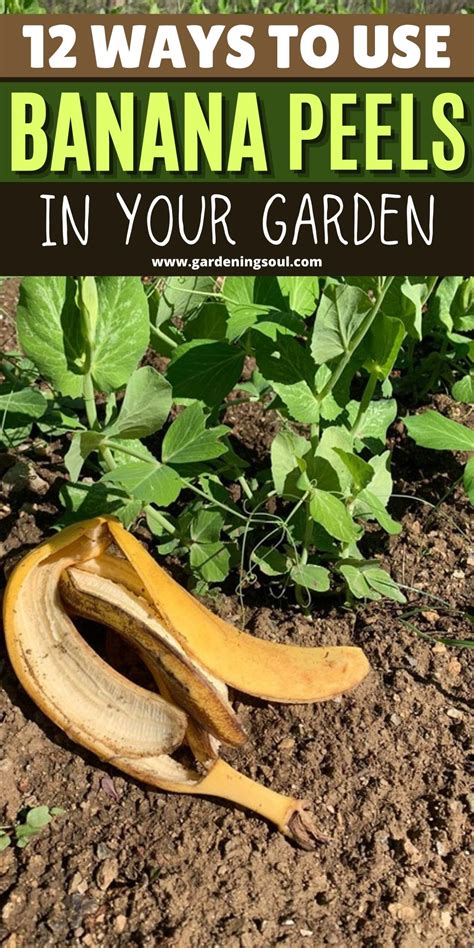 12 Ways To Use Banana Peels In Your Garden Banana Peel Uses Repotting Plants Banana