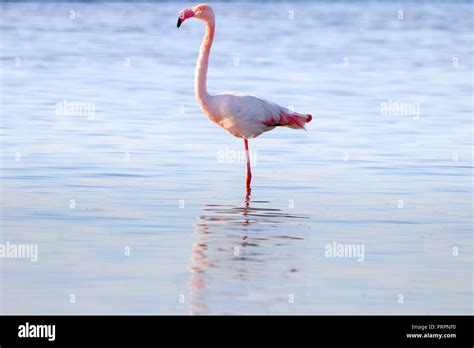 Flamingo At Sunset Stock Photos & Flamingo At Sunset Stock Images - Alamy