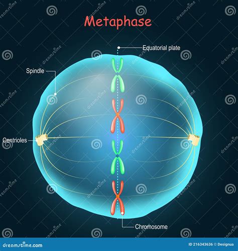 Metaphase Stage Of Mitosis Vector Illustration