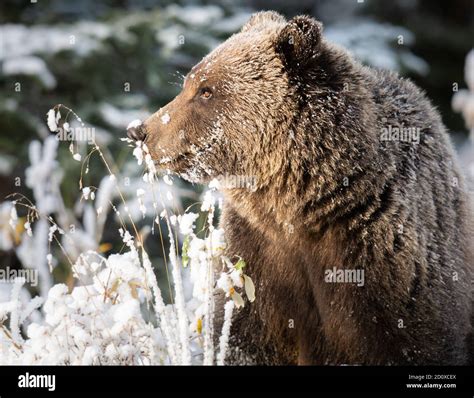 Grizzly bear in the snow Stock Photo - Alamy