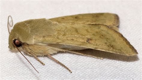 Corn Earworm Moth Helicoverpa Zea Bugguidenet