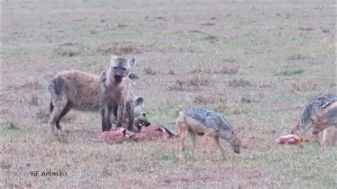 Hyena And Jackal Eat Fresh Gazelle Youtube