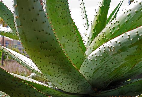 Fotos gratis al aire libre espinoso cactus flor verde botánica