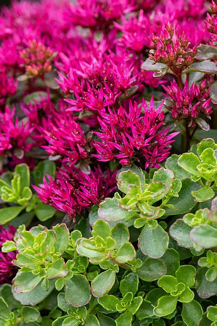 Rozchodnik Kaukaski Deep Rose Sedum Spurium Byliny Ogrodowe O S