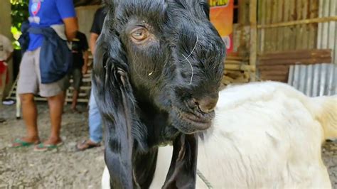 HARGA KAMBING CEMPE BETINA DAN BAKALAN JANTAN MAS SUPRATMAN YouTube