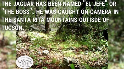 Caught on camera: 'El Jefe,' only known U.S. jaguar, filmed in Arizona ...