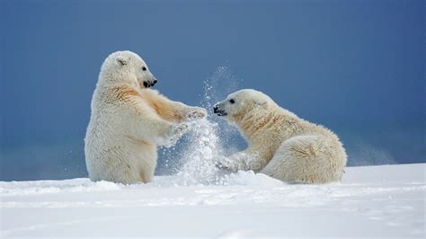 Baby Polar Bears Playing In Snow