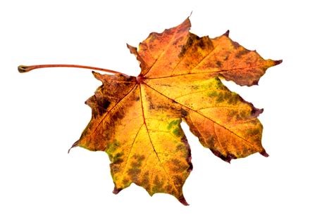 Autumn Leaves Hd Png Transparent Autumn Leaves Hd Png Images Pluspng