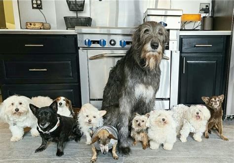 Après le décès de son chien il a commencé à sauver des chiens âgés