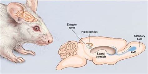 Neurogenesis in the Mammalian Brain | The Scientist Magazine®