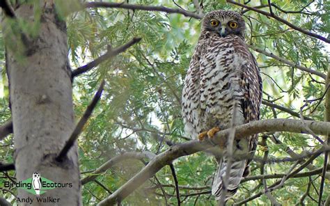 Where To Go Birding In Australia Offshore Australia Birding Ecotours