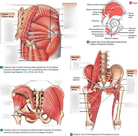 Hip Muscles Diagram Quizlet