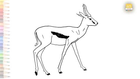 Springbok Drawing How To Draw Springbok Antelope Drawing Step By