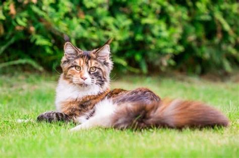 Calico Maine Coon Cat Breed Info: Pictures, Temperament & Traits - Catster