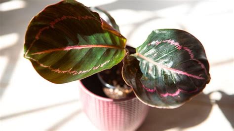 How to Plant, Grow, and Care for Calathea Roseopicta Indoors