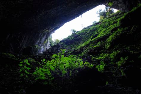 Cave Plants stock image. Image of brown, inside, sunlight - 45852365