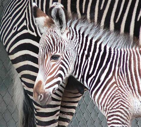 Zebra Foals - Baby Animal Zoo