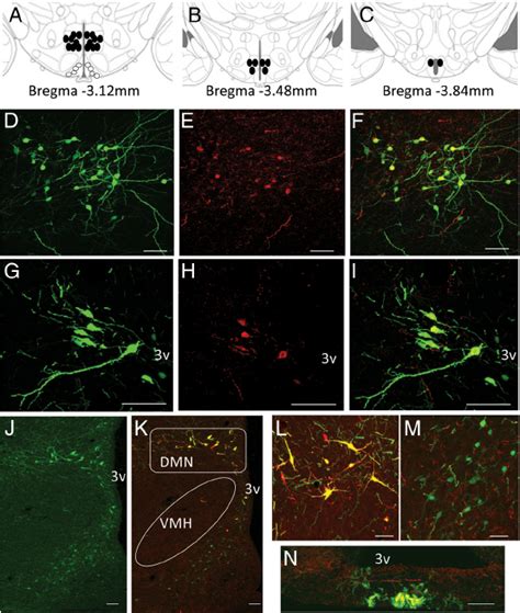 Expression Of Egfp Positive Cells In The Dmn In Transgenic Rats A C