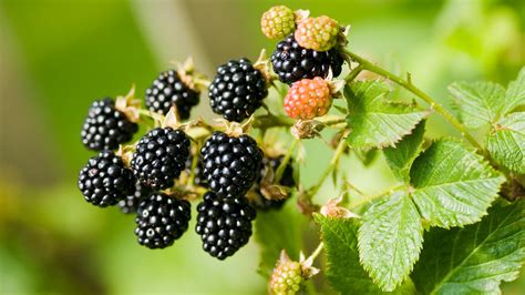 Zarzamora Rubus Fruticosus Cuidados Plantas Jardineria Hogarmania