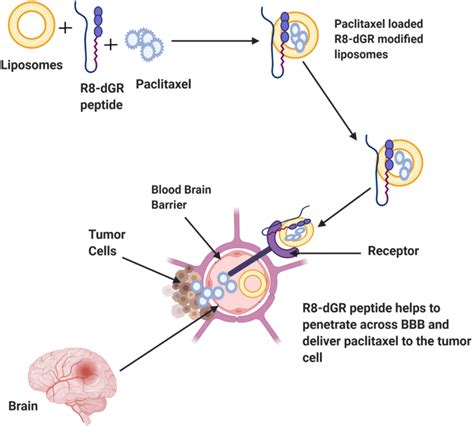 Cell Penetrating Peptide Mediated Delivery Across Blood Brain Barrier