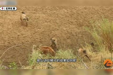 鬣狗群围攻落单的小狮子，狮群来了鬣狗落荒而逃，不愧是草原霸主狮群鬣狗狮子