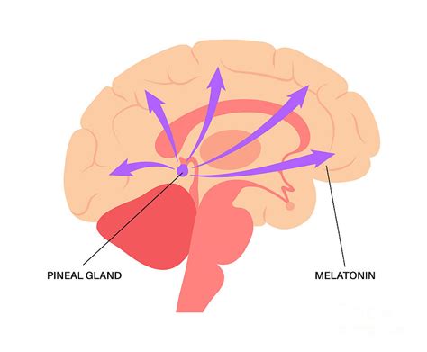 Pineal Gland Photograph By Pikovit Science Photo Library Fine Art