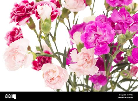 Beautiful Bunch Of Dianthus Caryphyllus Stock Photo Alamy