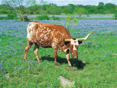 Arthur Rawlings Limited Edition Museum Quality Giclée Bluebonnet