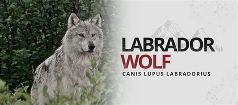 The Labrador Wolf | Wolf Stuff