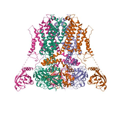 RCSB PDB 5VA2 Cryo EM Structure Of The Human Ether A Go Go Related