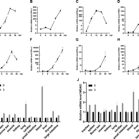 Upregulation Of PiMDA5 IFN A IFN G And PKR In PEF Cells At 24 H