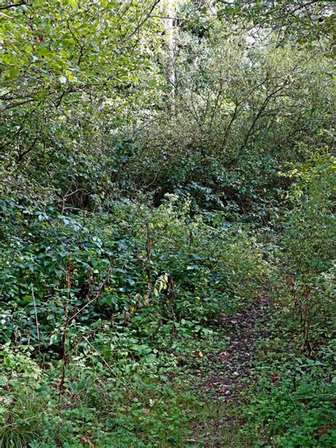 Woodland Bridleway To No Man S Green In Roger Kidd Geograph